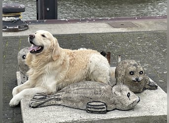 Golden Retriever Deckrüde Anton