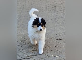 umzugsbereit, Reinr. Colliewelpen m. Ahnentafel zu verk.