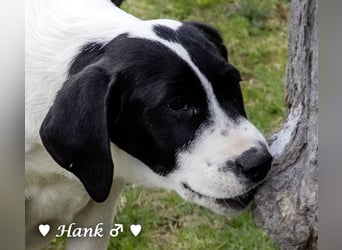 Holly und Hank  suchen ab sofort ein Zuhause