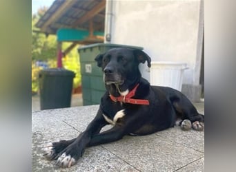 Liebenswerter Bean sucht seine Menschen