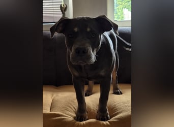 Süße Labradorwalmaraner/ American bully (pocket) Mix