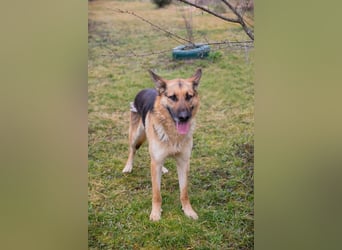 Flash – Dein Partner mit der kalten Schnauze