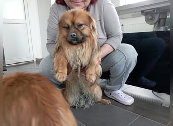Moritz - sucht seine Familie!