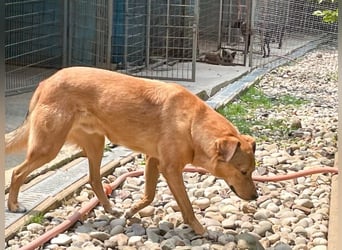 SVEN – ein Senior auf der Suche nach dem Glück