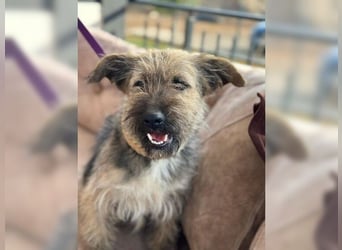 Emma, ein Schätzchen auf der Suche nach dem Glück