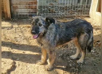 ♥VITO♥ sehr lieber, total süßer, noch etwas vorsichtiger Rüde, der sicher schnell auftaut 55 cm
