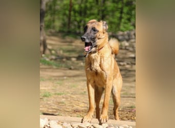 Huhu, charmante RONJA hofft auf ein liebevolles Zuhause