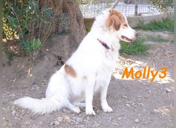 Molly3 geb. 05/2022 (GRC) - neugierige, aufgeschlossene und verschmuste hübsche Hündin!