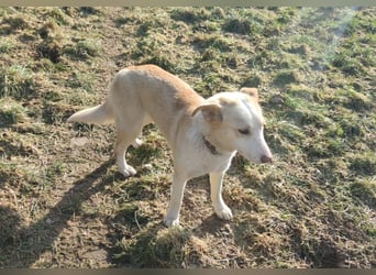 Hilde - wartet in der Eifel
