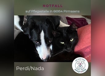 Perdi: lebensfrohes Powerpaket in 66954 Pirmasens
