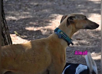 Alma6 geb. 05/2023 (ESP) - freundliche und verschmuste, zierliche Galga!