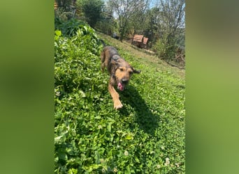 Leo - Jagdterrier Mix