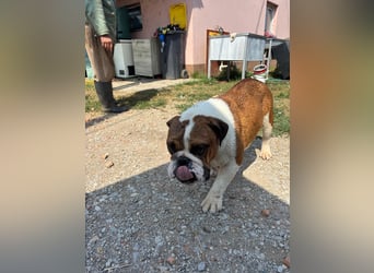 Orlando, gemütlicher Englische Bulldogge geb. 2025