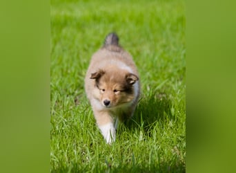 Wundervolle Collie-Welpen aus liebevoller VDH-Zucht suchen ein liebevolles Zuhause