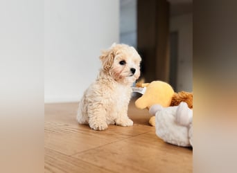 Maltipoo Pudel Malteser