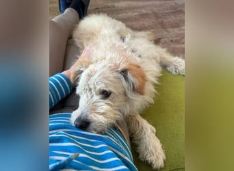 Lucky ❤️ wartet in 78247 Schlatt am Randen