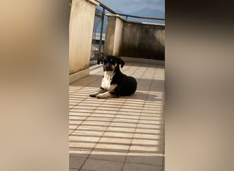 Nano - Der kleine, liebe Rüde hatte keinen einfachen Start ins Leben. Er braucht jetzt eine Familie.