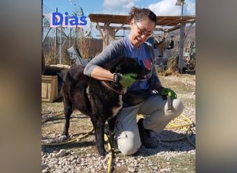Dias, 10/19 – ruhiger, lieber Schmuser sucht sein Kuschelkörbchen