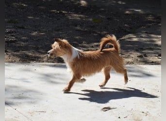 Yorki-Mix-Rüde freut sucht verantwortungsvolles Zuhause
