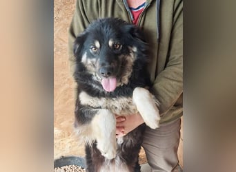 Laika, lebenslustig und menschenbezogen