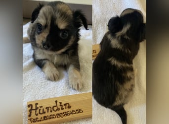 Chihuahua Welpen ab 22.08 abzugeben
