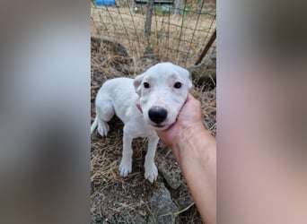 LEILANI ❤️ Eilig! sucht Zuhause oder Pflegestelle