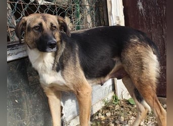 KORA❤️sanfte Seele sucht sehnsüchtig ein liebevolles Zuhause & Geborgenheit