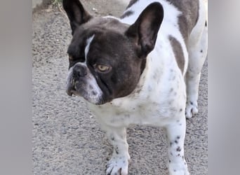 KUDU - SÜßE BULLDOGGE
