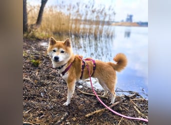 Ella - die Shiba Inu-Omi