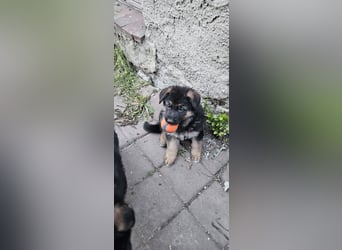 Schäferhund Welpen