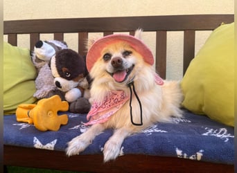 Nara SR – kleine Spitz-Prinzessin sucht endlich ihr Glück
