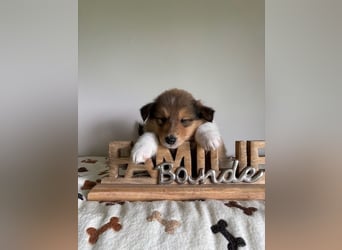 Wundervolle Collie-Welpen aus liebevoller VDH-Zucht suchen ein liebevolles Zuhause