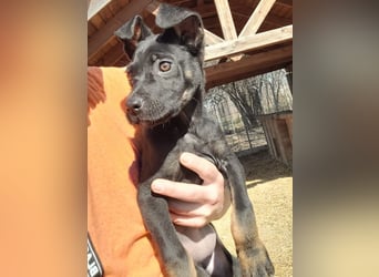 Leila, ein bezauberndes zartes Hundekind !