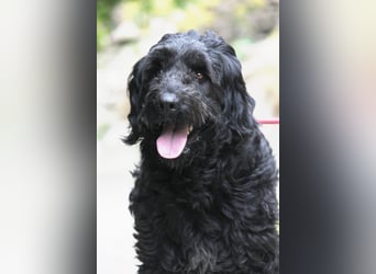 Nube sucht Kuschelpartner für's Leben