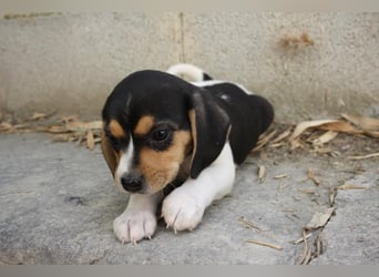 VIANA-klug, still und intensiv beobachtet dieses kleine Mädchen die Welt und sucht ihr Zuhause
