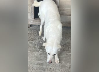 Soraya, 3 Jahre,  zweite Chance gesucht