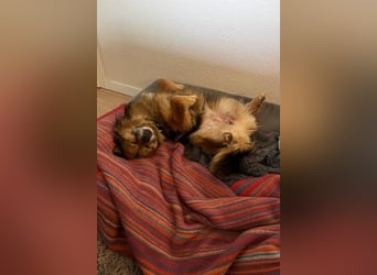 Maks – klein, aber oho! (44869 Bochum)