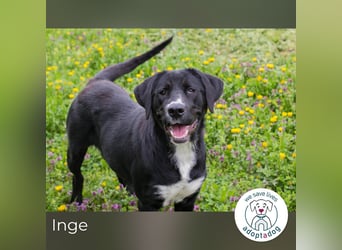 Inge: Verspieltes Kämpferherz