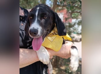 Maris Welpe Jagdhund Mischling Hündin sucht Zuhause oder Pflegestelle