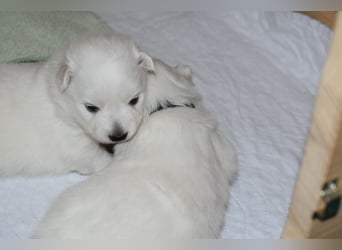 Japan Spitz Welpe, reinrassig, mit VDH/FCI-Papieren aus kontrollierter Hobbyzucht