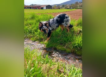 Wurfankündigung Australian shepherd welpen Mitte Mai