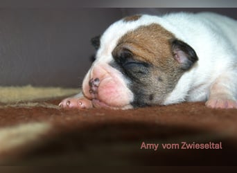 Continental Bulldogs vom Zwieseltal