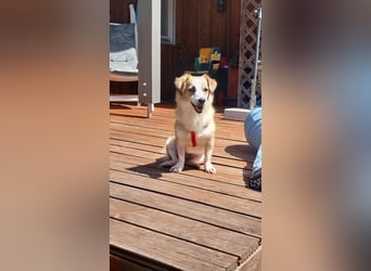 Mira, zuckersüße kleine Traumhündin, sozial, katzenverträglich