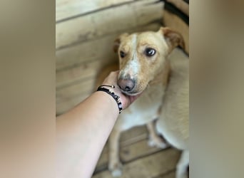 Balou, lieb und verspielt