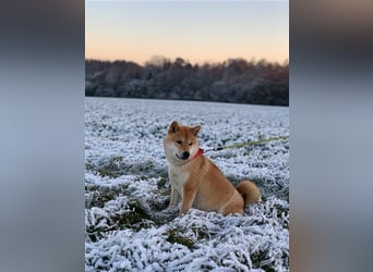 Wurfankündigung - Oktober 24 - Reinrassige Shiba - Inu Welpen! Langjährige Shiba-Liebe!