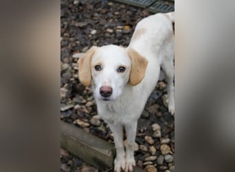 Zauberhafte LIMA sucht liebevolles Zuhause