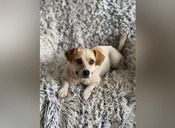 Kleine Terry sucht liebevolles Zuhause