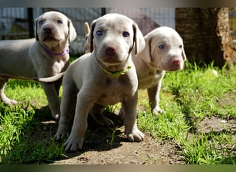 Weimaraner-Mix Welpen aus liebevoller Verpaarung – 12 kleine Wunder suchen ihr Zuhause