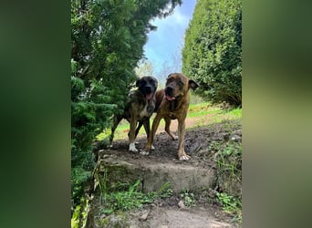 Familie gesucht