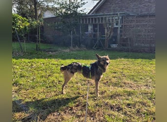 Grisa - eine ganz besondere Hundedame